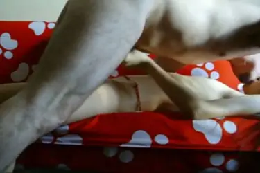 Bokep Live ABG Bispak Hotel Bintang Lima Skandal HD